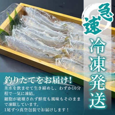 清流白川 天然鮎 20尾 冷凍 鮎 あゆ 川魚 東白川村産