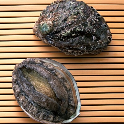 北海道利尻島産 天然〈活〉蝦夷アワビ500g(5～7個)【10月下旬～12[No5888-0540]