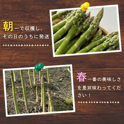 【朝採り発送】うえさかさんの露地アスパラ スペシャル 1.5kg【20101】