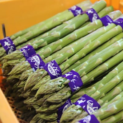 【朝採り発送】北海道オロロングリーンアスパラガス 1.5kg(露地物)【0410502】