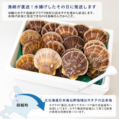 北海道羽幌町産 殻付き活ホタテ 約3kg(15～20枚・ヘラ付き)【0910205】