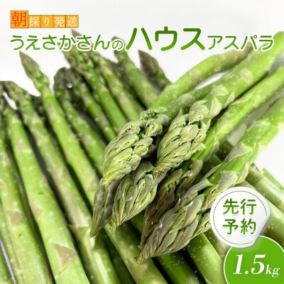 【2026年 先行予約!】【朝採り発送】上坂さんのハウスアスパラ 1.5kg【20102】