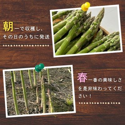 【朝採り発送】上坂さんのハウスアスパラ 1.5kg【20102】