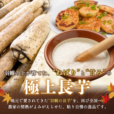 【秋堀り】中尾ファームのねばり 長芋 5kg【3400101】