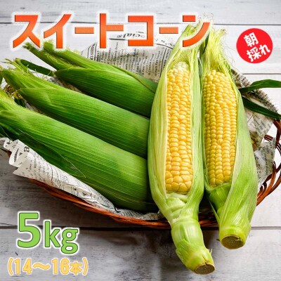 田園彩都 朝採れスイートコーン ゴールドラッシュ5kg【先行受付】[1837]