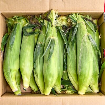 田園彩都 朝採れスイートコーン ゴールドラッシュ5kg【先行受付】[1837]