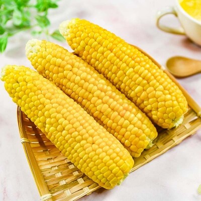 田園彩都 朝採れスイートコーン ゴールドラッシュ5kg【先行受付】[1837]