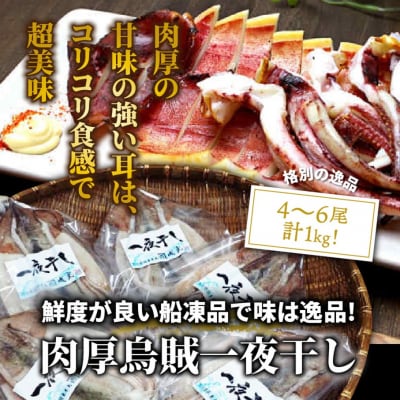 逸品!肉厚烏賊の一夜干し1kg_2366R