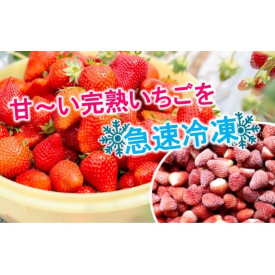 鮮度そのまま! 冷凍完熟いちご / ベリーツ&紅ほっぺ 1.2kg (300g×4P)_2418R