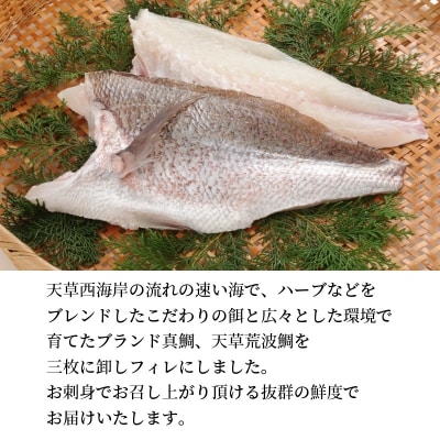 天草荒波真鯛 フィレ 1尾分_S006-004
