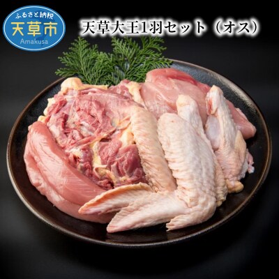 天草大王1羽セット(オス)_S081-011A