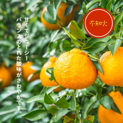 先行受付】井手尾さん家の濃厚いでぽん 不知火 約5kg 柑橘_S086