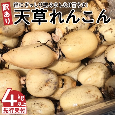 【訳あり品】箱にぎっしり詰めました!!甘うま!天草レンコン 4キロ以上〈先行受付〉_S089-009