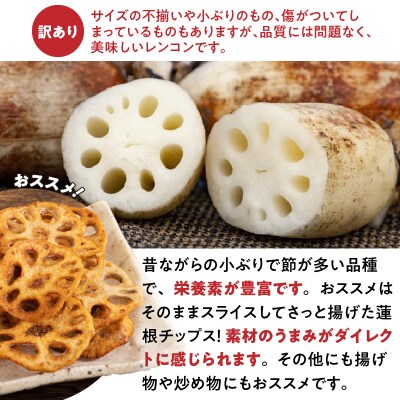 【訳あり品】箱にぎっしり詰めました!!甘うま!天草レンコン 4キロ以上〈先行受付〉_S089-009