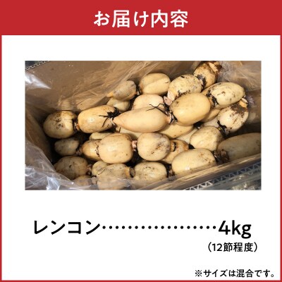 【訳あり品】箱にぎっしり詰めました!!甘うま!天草レンコン 4キロ以上〈先行受付〉_S089-009