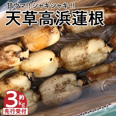 天草 高浜蓮根 約3キロ〈先行受付〉_S089-010