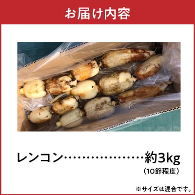 天草 高浜蓮根 約3キロ〈先行受付〉_S089-010