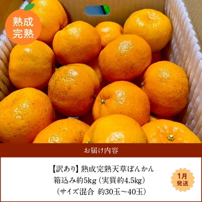 【訳あり】熟成完熟天草ぽんかん 1月発送 約5kg箱〈先行受付〉_S117-008