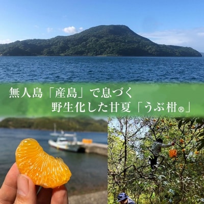 搾ったまんまのうぶ柑ジュース_S136-003A