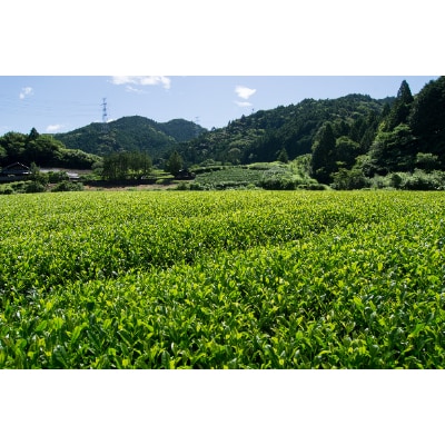 上煎茶5種飲み比べセット(深山・ふくよ香・掛川茶・さえみどり・あさつゆ 各100g)【森町SF】