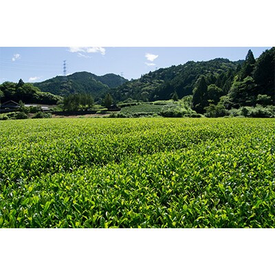 【発送月固定定期便】特選定期便「四季の茶だより」【森町SF】全12回