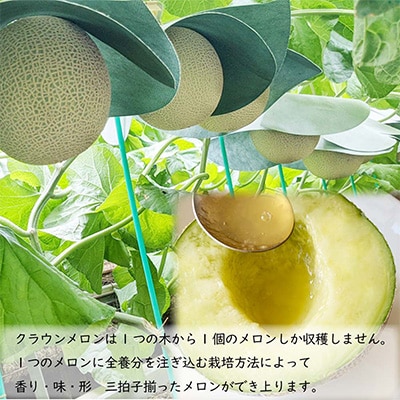 2023年4月発送開始『定期便』クラウンメロン【並(白等級)】中玉 2玉入り【森町SF】全12回