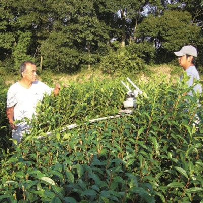 静岡(森町産)  栽培期間中肥料・農薬不使用 　深蒸煎茶「天のめぐみ」 100g×5袋【森町SF】