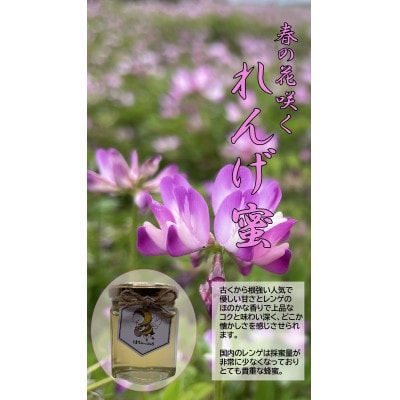 【春の花咲く】国産れんげ蜂蜜 120g【森町SF】