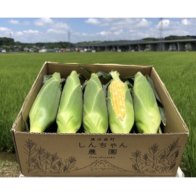 【令和7年6月より順次発送】森のとうもろこし10～11本【森町SF】