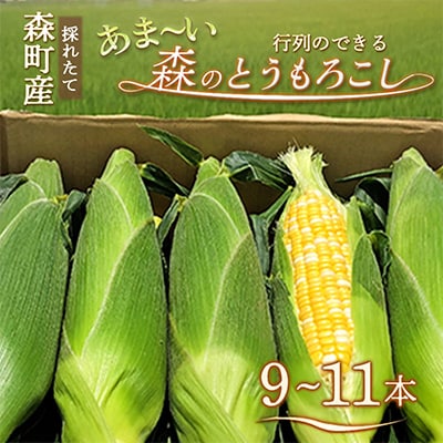 【令和9年5月下旬より順次発送】森のとうもろこし9～11本【森町SF】