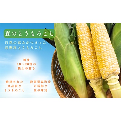 【令和9年5月下旬より順次発送】森のとうもろこし9～11本【森町SF】