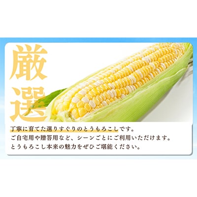 【令和9年5月下旬より順次発送】森のとうもろこし9～11本【森町SF】