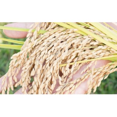 全国で認められたうまさ!植田さんの受賞米食べ比べ2品種×2kg