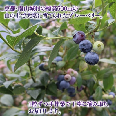 先行予約【8月下旬から随時配送】うえだブルーベリー畑の手摘みブルーベリー【1kg】