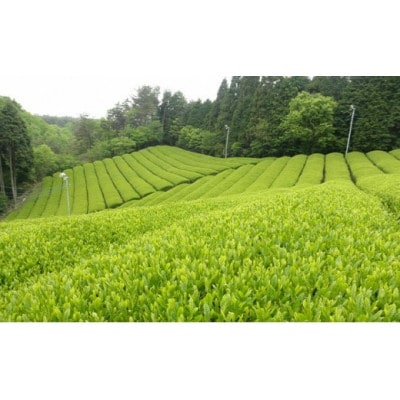 希少なオーガニック宇治抹茶も味わえる!充実のオーガニック宇治茶詰合せ