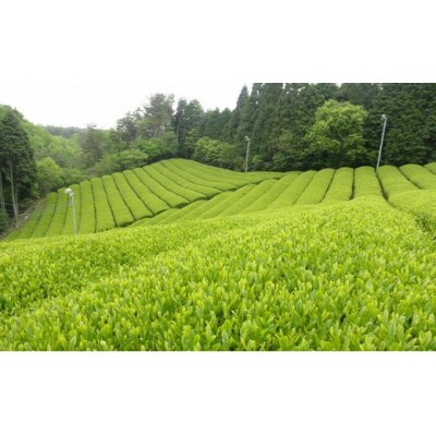 オーガニック宇治茶を手軽に楽しむ TEA BAGの詰合せ