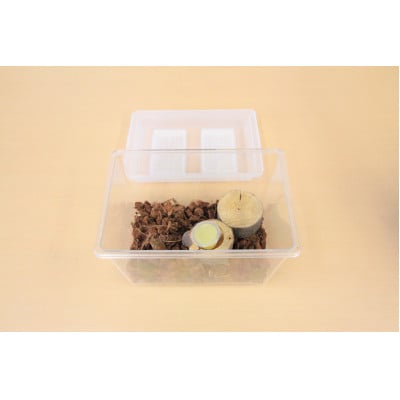 カブトムシ(成虫)オスメス1ペア飼育セット付