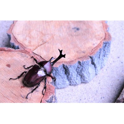 カブトムシ(幼虫・6匹)飼育セット付 | お礼品詳細 | ふるさと納税なら ...