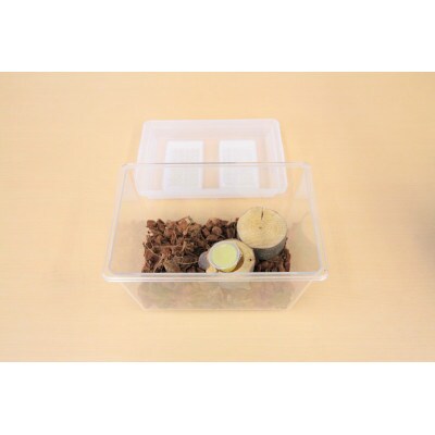 ヒラタクワガタ(成虫)オスメス1ペア飼育セット付