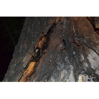 虫捕り名人と行く「昆虫採集ツアー」ご利用券(グループ貸切用・車1台)