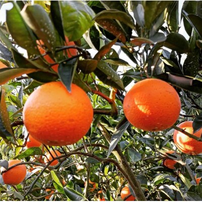 【1月中旬〜2月発送】中原観光農園 大崎上島産 オーガニック圓妙寺ネーブル 約4kg　有機JAS認証