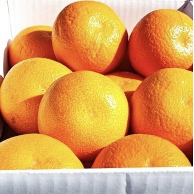 【1月下旬〜2月発送】中原観光農園　大崎上島産 有機JAS認証!オーガニック紅八朔 約4kg