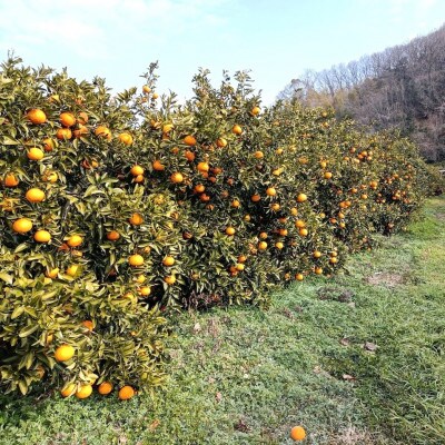 【2月下旬〜4月発送】中原観光農園 大崎上島産 オーガニック紅甘夏 約4kg　有機JAS認証
