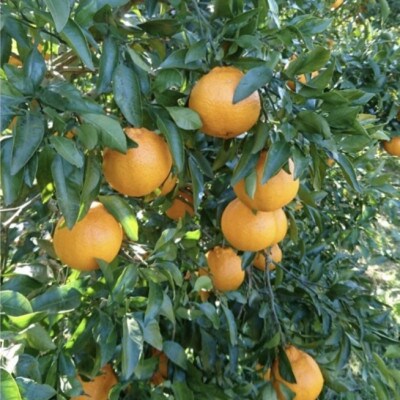 【2027年2月より発送】中原観光農園　大崎上島産オーガニックしらぬひ 約9kg (有機JAS認証)