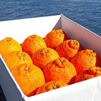 【2027年2月より発送】中原観光農園　大崎上島産オーガニックしらぬひ 約9kg (有機JAS認証)