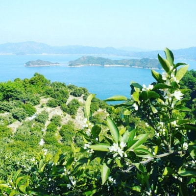 【2027年1月下旬より順次発送】中原観光農園　大崎上島産オーガニック紅八朔　約9kg有機JAS認証