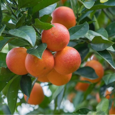 【2月下旬〜3月発送】 大崎上島産 　オーガニックブラッドオレンジ 約5kg　(有機JAS認証)