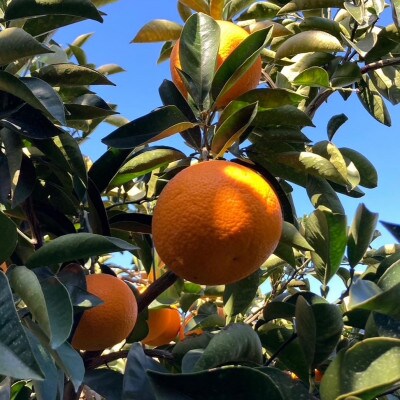 【2月発送】 瀬戸内 紅八朔 約5kg(15個程度)