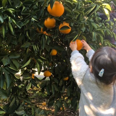 【2月発送】 瀬戸内 紅八朔 約5kg(15個程度)