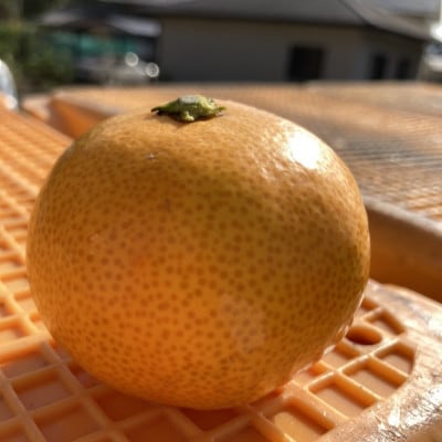 【先行受付】【2025年12月発送】瀬戸内 石地みかん 約5kg(約50個前後)